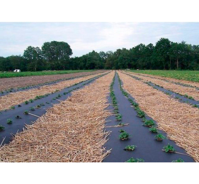 Агроволокно Agreen чорне 50 г/м2, 1,6м (на м)
