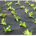 Agreen Black Agro Fabric 50 g/m² (0.8 m × 100 m)